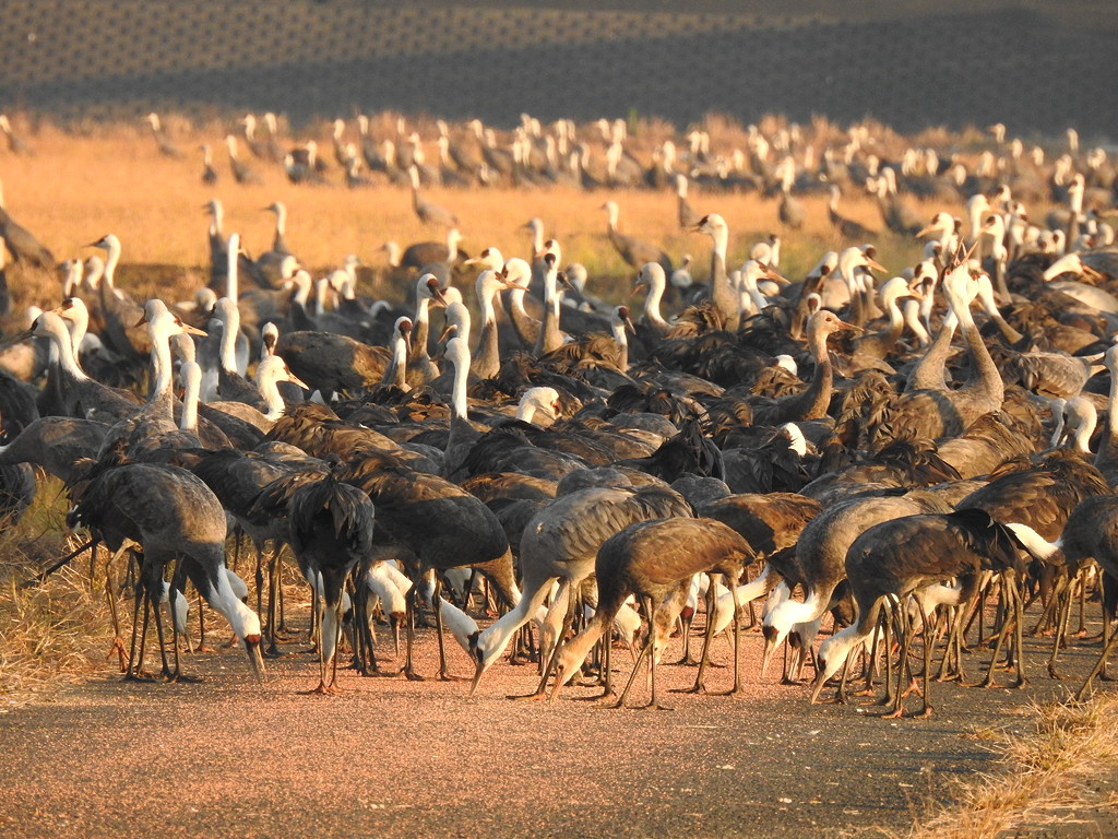 Hooded Cranes crowd together at feeding time © Mark Brazil